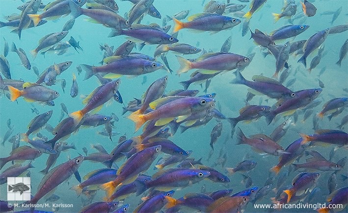 Cyprichromis leptosoma 'Cape Mpimbwe'